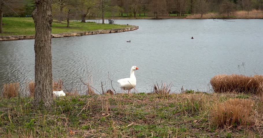 Goose on waterfront in Forest Park St. Louis, Missouri