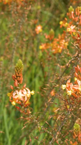 Close-up of orange Bulbine frutescens stalks swaying gently in a sunny garden in Cassis, France.