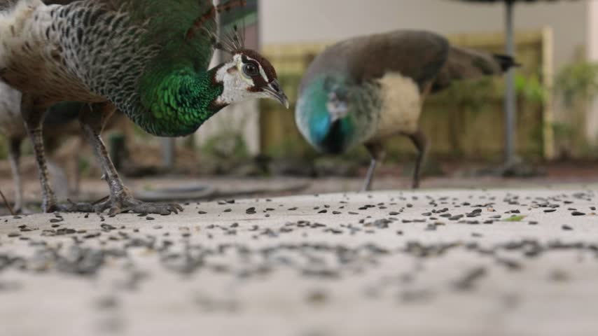 Peacocks feed on seeds on the ground