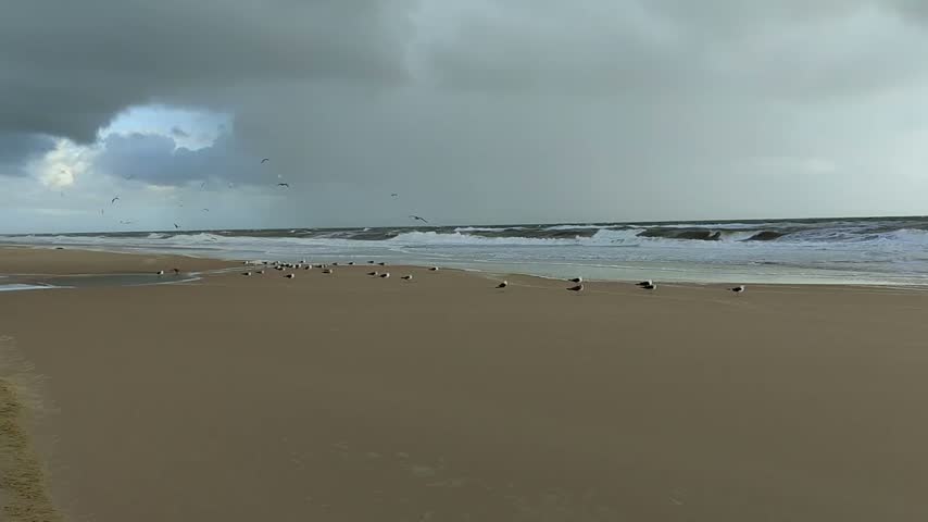 Seagulls resting on the beach seaside on a cloudy day. Some start to take-off.