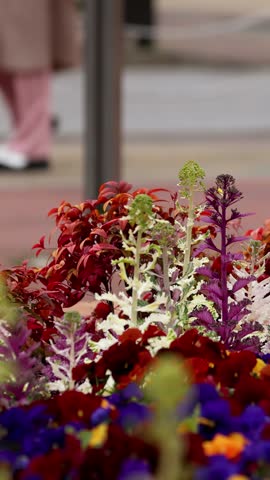 Vibrant ornamental kale and pansies bloom in a city flower bed with blurred pedestrians passing.