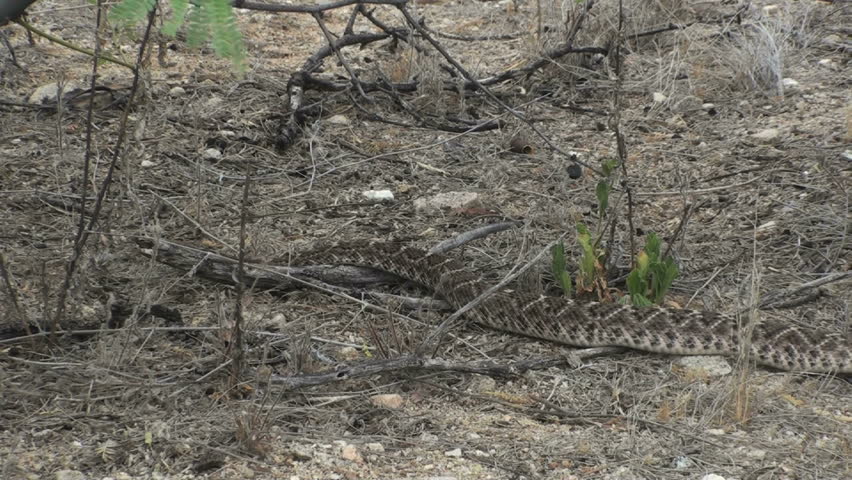 1920x1080 Rattlesnake slinks through wild desert brush, exhibits black and white bands on its rattle tail.