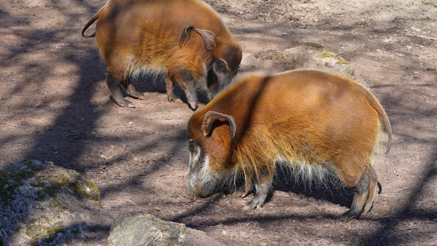 Red river hog, Potamochoerus porcus, also known as the bush pig. This pig has an acute sense of smell to locate food underground.