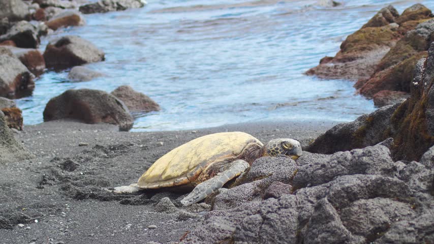 Honu sea turtle on black sand beach with flipper trail in Big Island Hawaii. 50mm shot showing turtle tracks from ocean surf to sunbathing spot on lava rocks. Cinematic 4K video