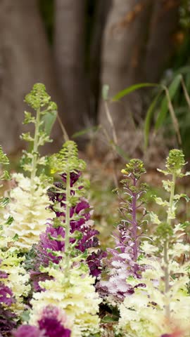 Close-up of purple and white ornamental kale in an urban flower bed in Tokyo, Japan.