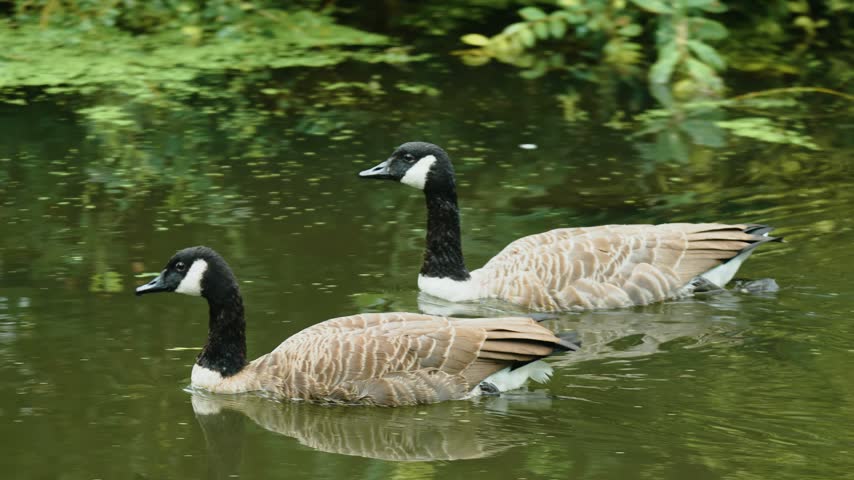 Two Canada geese gliding together on green pond beside floating duckweed. Waterfowl pair in natural urban wetland habitat. Canadian geese swimming through freshwater with gentle wake and dense