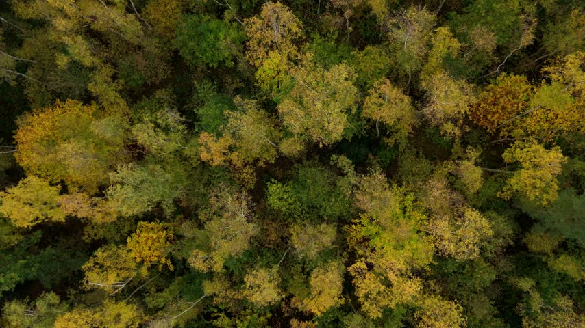 Aerial view of historic wood pasture, heathland glades, and autumn woodland in Sherwood Forest UK
