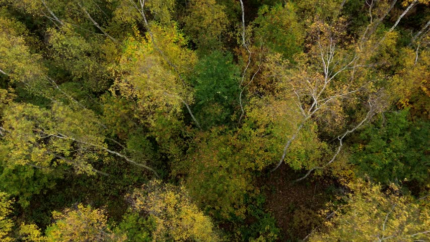 Aerial view of historic wood pasture, heathland glades, and autumn woodland in Sherwood Forest UK