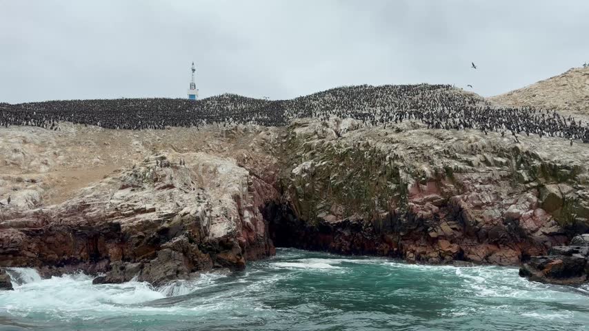 Massive Seabird Colony on Rocky Cliffs of Ballestas Islands in Peru
