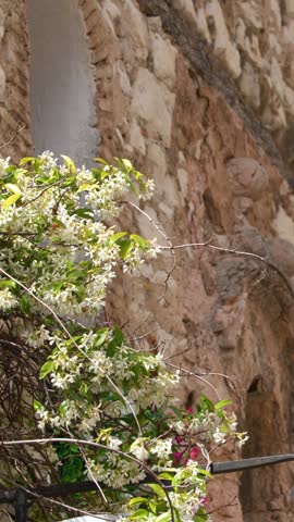 White jasmine flowers sway gently against a rustic stone wall in Cassis, France.