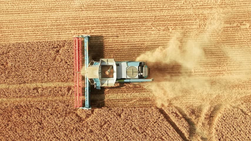 Dust cloud trailing combine harvester across mature wheat field. Drone perspective with harvested strips and standing cereal crop. Grain harvesting agribusiness rural agriculture and farm machinery