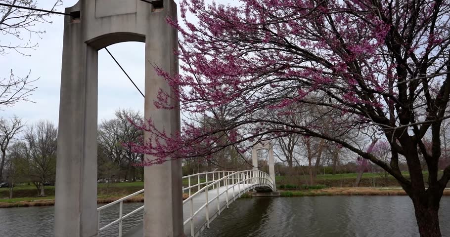 Scenic bridge and blooming redbud tree in Forest Park St. Louis, Missouri