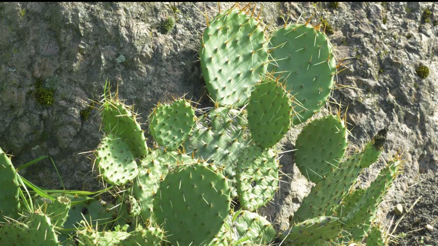 Opuntia phaeacantha is a species of prickly pear cactus known by the common names brown-spine prickly pear, tulip prickly pear, and desert prickly pear
