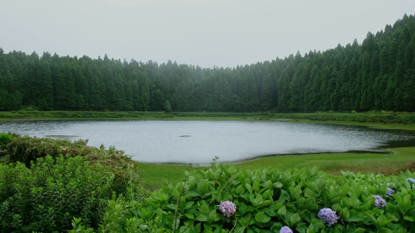 Blue hydrangeas frame Lagoa das Eguas ringed by Japanese cedar, opener for Azores travel content, Sao Miguel