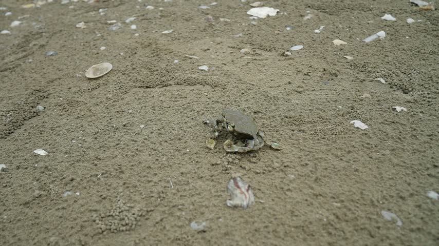 A small sea crab crawling on the sandy beach