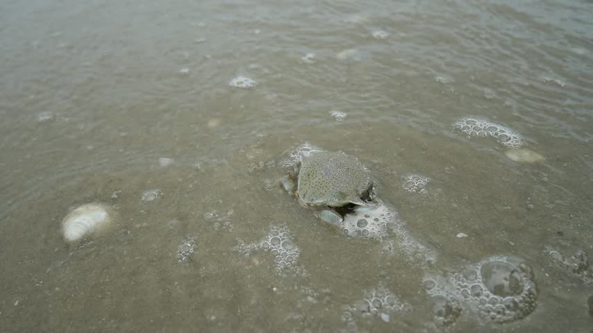 Small Sea Crab Crawling on Sandy Beach Hit by Ocean Wave