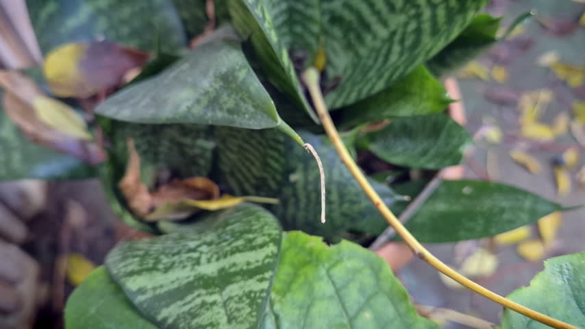 Twig Mimic Caterpillar Eating Leaf Hanging On