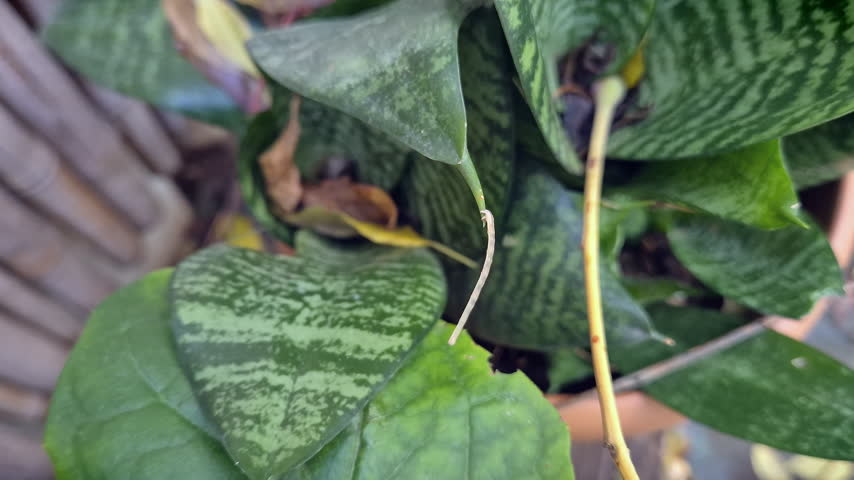 Twig Mimic Caterpillar Eating Leaf Hanging On