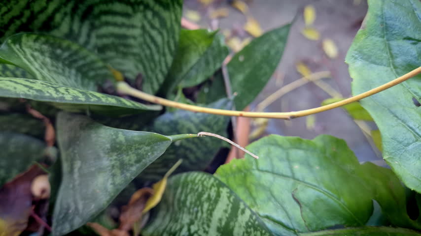 Twig Mimic Caterpillar Eating Leaf Hanging On