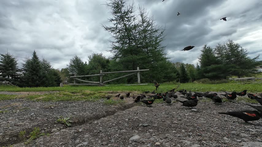 Red-Winged Blackbirds search for food on a gravel path beside a rustic log fence before the entire flock takes flight simultaneously under dramatic clouds.