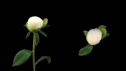 Time-lapse of opening white peony 6d isolated black two cameras 
