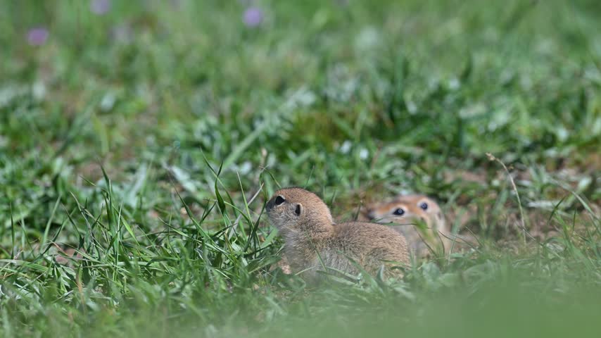 Adorable Anatolian ground squirrels (Spermophilus) emerging from their burrows among the green grass, curiously observing their surroundings and standing on their hind legs.