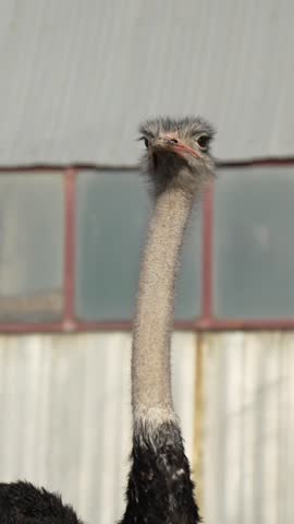 Close Up Portrait of Ostrich Looking Around Outdoors