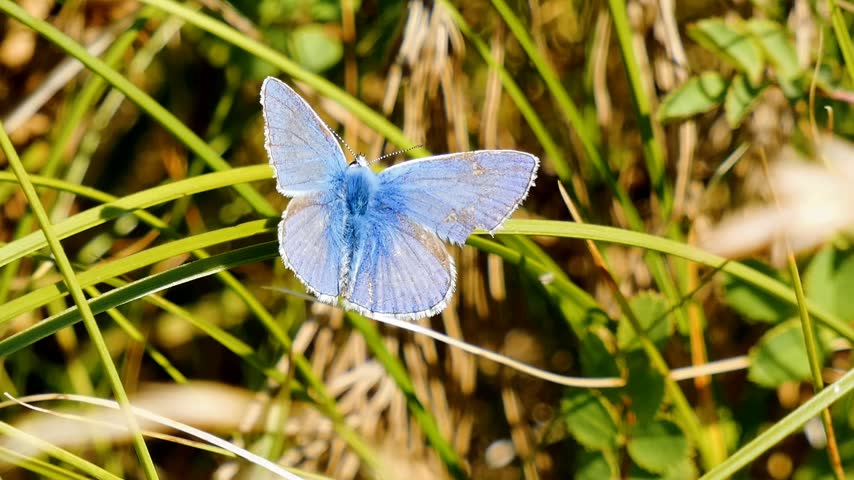 A male common blue butterfly (Polyommatus icarus) perches on green and brown grass. The butterfly shows its upperwings, which are bright violet-blue with a thin black border and a white fringe along the outer edges.