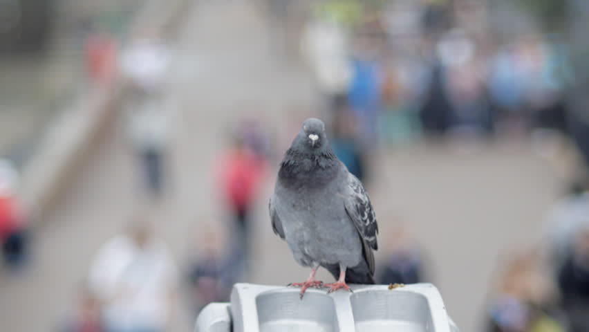 Dancing pigeon with crowds in background