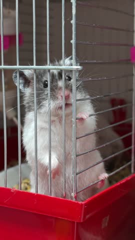 Funny dwarf hamster climbing cage bars video. A cute fluffy gray and white dwarf hamster standing on its hind legs and actively moving near the cage bars.