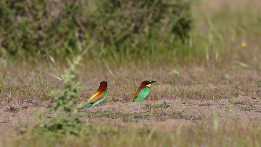 Two European bee-eaters (Merops apiaster) standing side by side in their natural habitat.