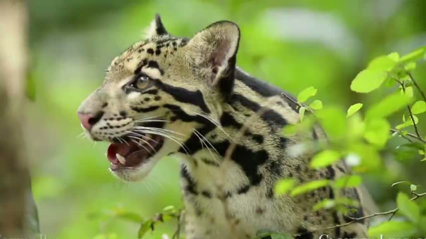 A rare clouded leopard with open mouth calling in green tropical forest habitat in Asia. Endangered wild cat species. 4K wildlife video.