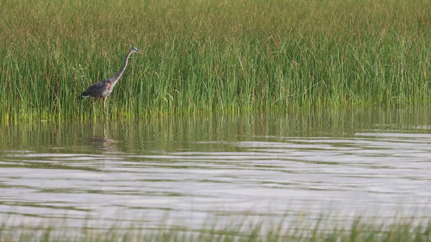 Great Blue Heron, Ardea herodias, on the St. Lawrence River, Quebec