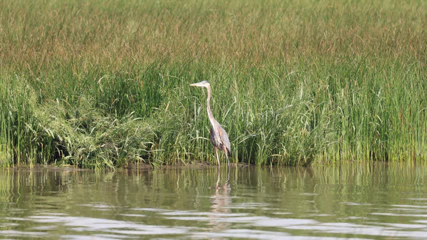 Great Blue Heron, Ardea herodias, on the St. Lawrence River, Quebec