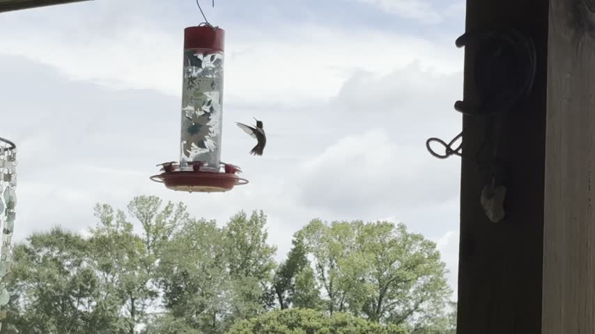 Hummingbird in flight by feeders