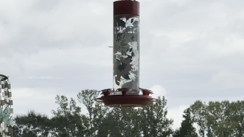 Hummingbird in flight by feeders