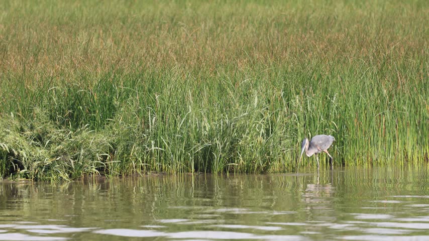 Great Blue Heron, Ardea herodias, on the St. Lawrence River, Quebec