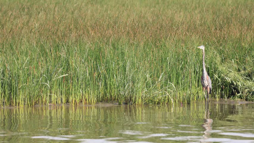Great Blue Heron, Ardea herodias, on the St. Lawrence River, Quebec