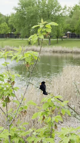 Red winged blackbird coastal pelicans