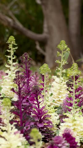 Close-up of purple and white ornamental kale blooming in an urban garden in Tokyo.