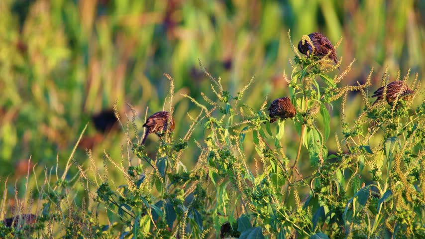 Female and immature red-winged blackbirds, Agelaius phoeniceus, perch on dried vegetation while feeding on weed seeds in an autumn field.
