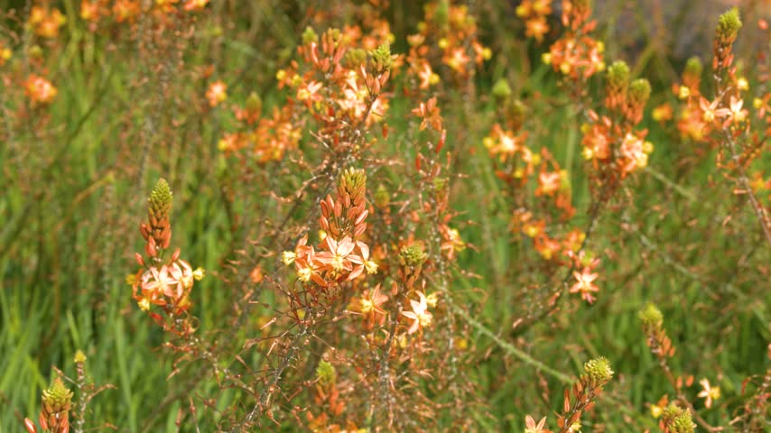 Close-up of orange Bulbine frutescens flowers swaying gently in bright sunlight with blurred background.