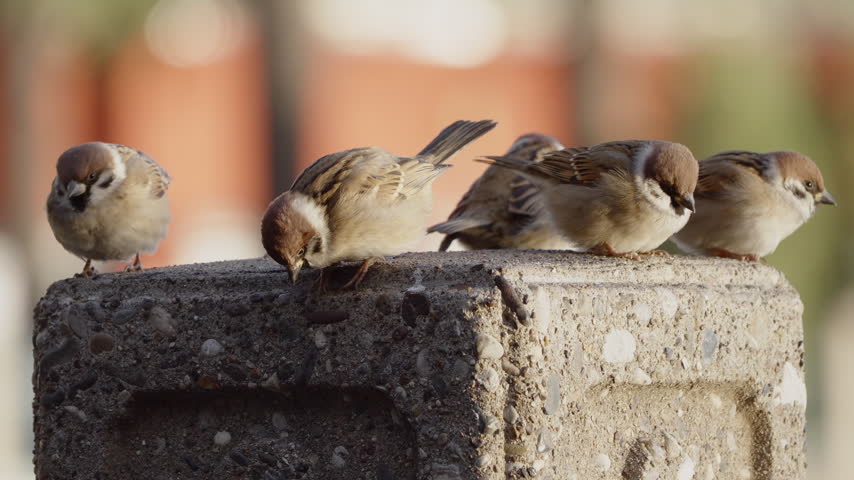 Sparrows gathered on top of a concrete pillar in Beihai Park, Beijing