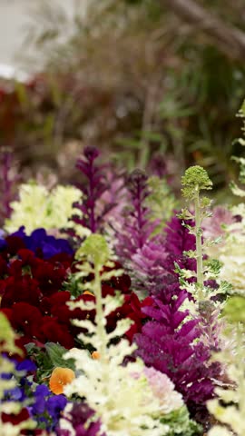 Close-up of purple and white ornamental kale with blurred pedestrians in Tokyo, Japan.