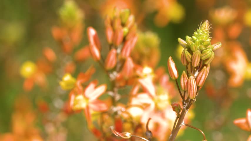 Close-up of orange Bulbine frutescens stalks swaying in bright sunlight with blurred background, Cassis, France.