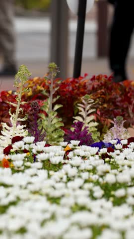 Vibrant ornamental kale and pansies bloom in an urban flower bed with blurred pedestrians passing.