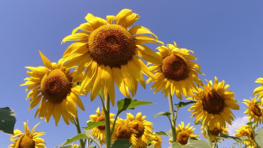 Blooming Helianthus and a flock of flying pelicans