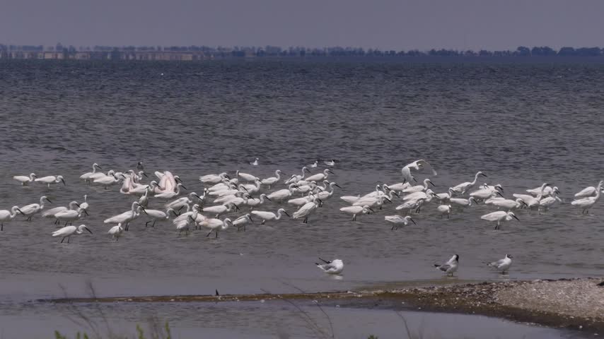 Great egrets and little egrets catch fish in the shallow waters of the Tuzly lagoons.