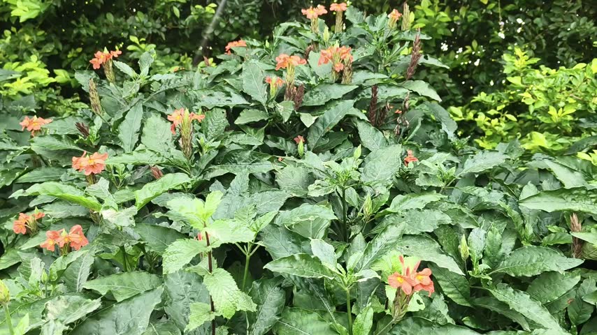 Close up of orange crossandra infundibuliformis or firecracker flowers blooming on green plants swaying in the wind outdoors