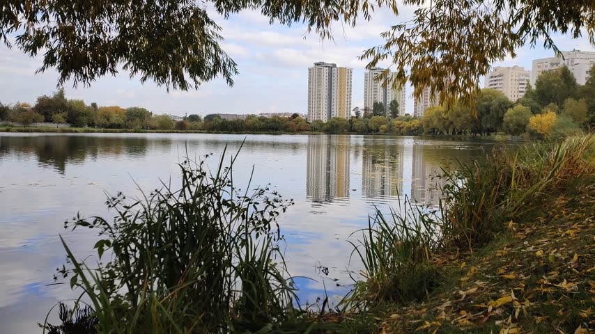 Willows and bushes with branches bent over the calm water grow on the shore of the lake. Beyond that are residential buildings and trees with yellowed leaves. Sunny autumn weather and blue sky with clouds